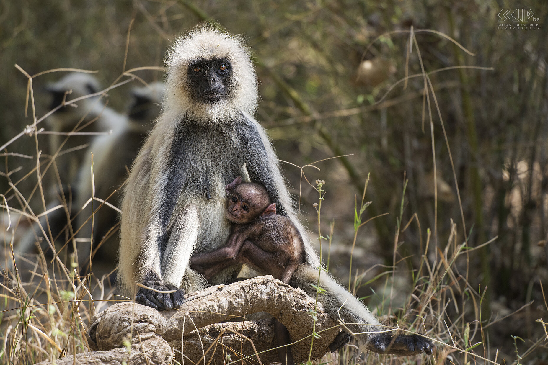 Bandhavgarh - Hoelmans met baby Bandhavgarh in de staat Madhya Pradesh is een populair nationaal park en er leven naar schatting 37 soorten zoogdieren, 250 soorten vogels, 80 soorten vlinders en een aantal reptielen. Het park bestaat uit 4 zones; Tala, Magdhi, Khitauli en Panpatta.  Stefan Cruysberghs